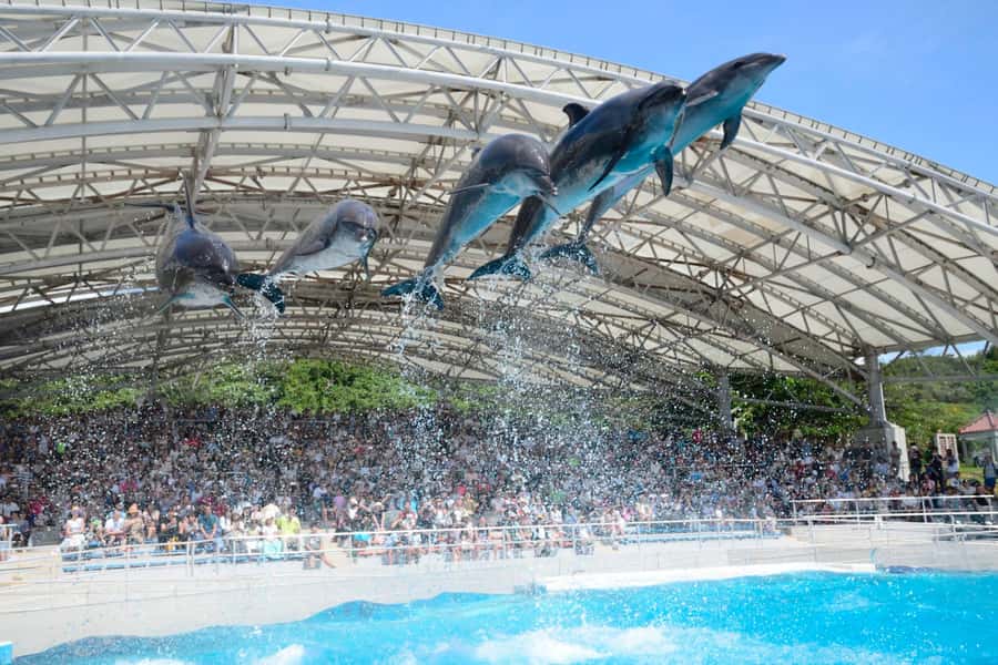 Okinawa: Bus Tour to Churaumi Aquarium with Sightseeing - Is $61 a fair price?