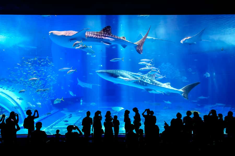Okinawa: Bus Tour to Churaumi Aquarium with Sightseeing - Kariyushi Beach and the glass boat view