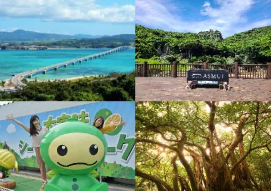 Okinawa: Full-Day Bus Tour to Yanbaru National Park - Starting from Naha at 8:00, 8:10, or 8:20