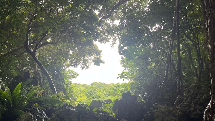 Okinawa: Full-Day Bus Tour to Yanbaru National Park - Lunch at Kunigami Minato Shokudo