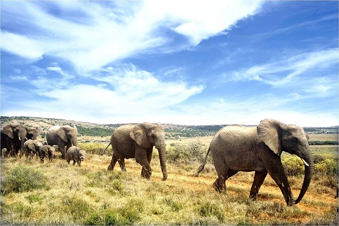 One-Way Hop-on Hop-off Bus from Cape Town to Port Elizabeth - Oudtshoorn changes the scenery completely