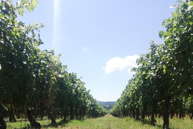 Open Top Van!! Half Day in Chianti with Wine Tasting - Greve in Chianti: a small town pause