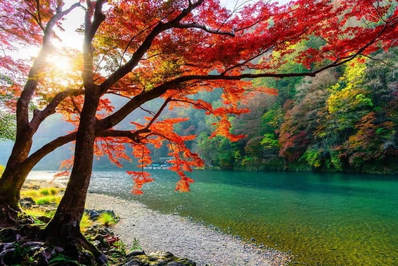 Osaka/Kyoto: Katsuoji, Kinkakuji, Arashiyama 1-Day Bus Tour - What your guide and bus add to the day