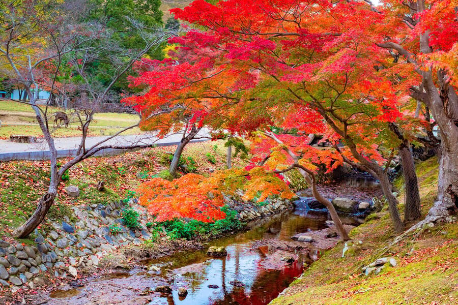 Osaka/Kyoto: Katsuoji, Kinkakuji, Arashiyama 1-Day Bus Tour - Who should book this tour?