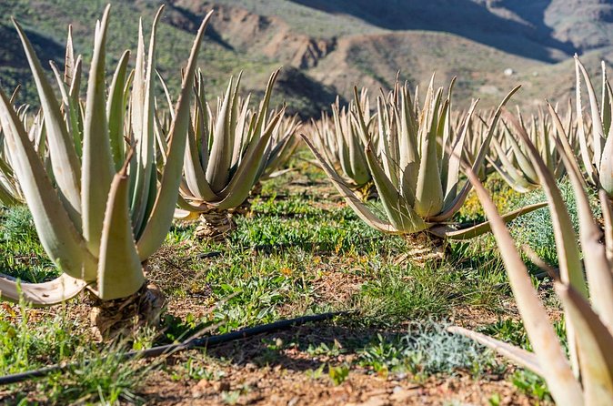 Picos de Gran Canaria by Minibus: Firgas, Teror, Aloe Vera and More - Finca Canarias Aloe Vera: the tour’s main included attraction