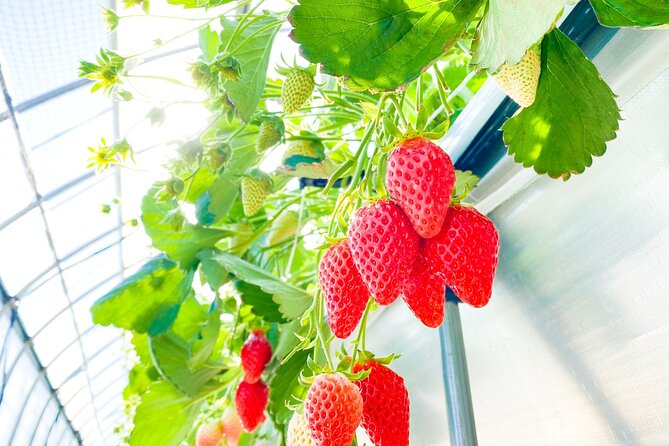 Play with Snow Crab Buffet Lunch and Strawberry Picking Bus Tour - Is $125.53 a fair price?