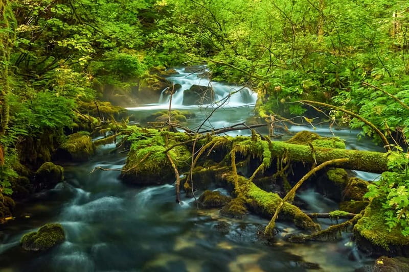 Plitvice Lakes: Guided Walking Tour with Bus and Boat Ride - Starting at Entrance 1 and the lower lakes