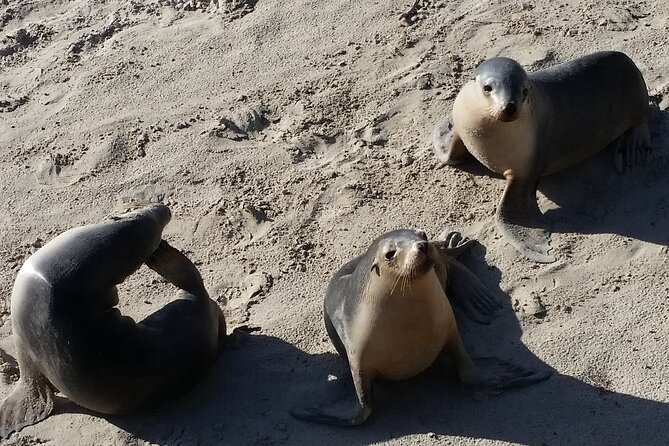 Premium 2 Day Kangaroo Island Minibus Tour from Adelaide - Leaving Adelaide at 6:30 am