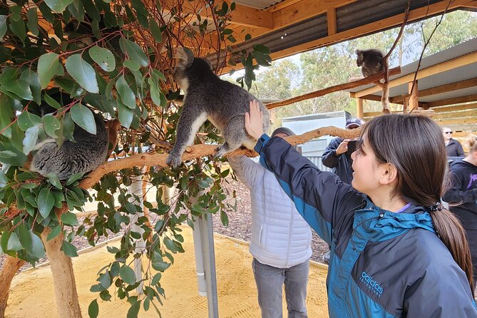 Premium 2 Day Kangaroo Island Minibus Tour from Adelaide - Vivonne Bay and Little Sahara
