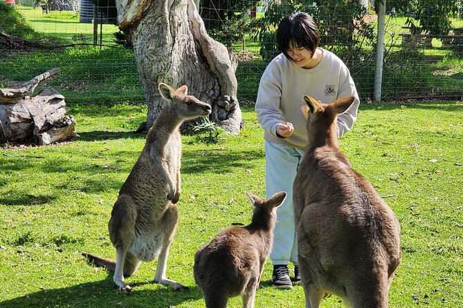 Premium Adelaide Hills Cleland Wildlife and Hahndorf Minibus Tour - Key points at a glance