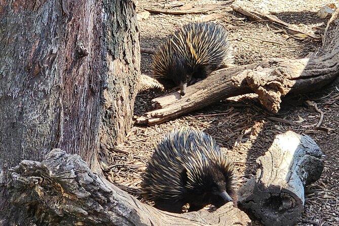 Premium Adelaide Hills Cleland Wildlife and Hahndorf Minibus Tour - Cheese, wine, and gardens at Cobb’s Hill Estate