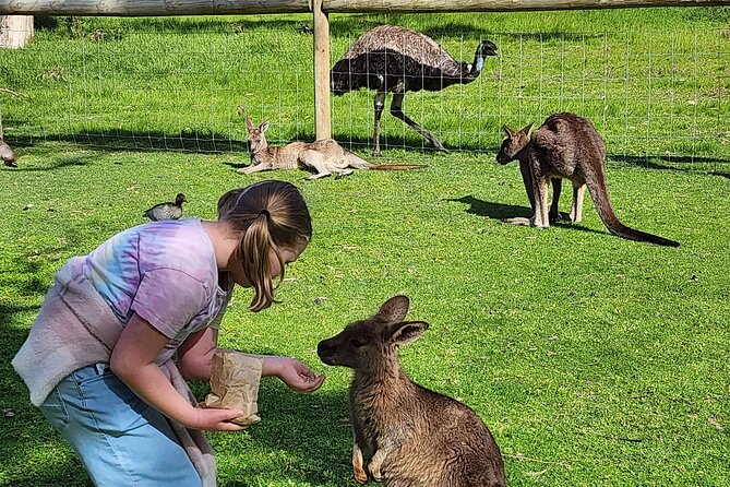 Premium Adelaide Hills Cleland Wildlife and Hahndorf Minibus Tour - Two hours with kangaroos at Cleland Wildlife Park