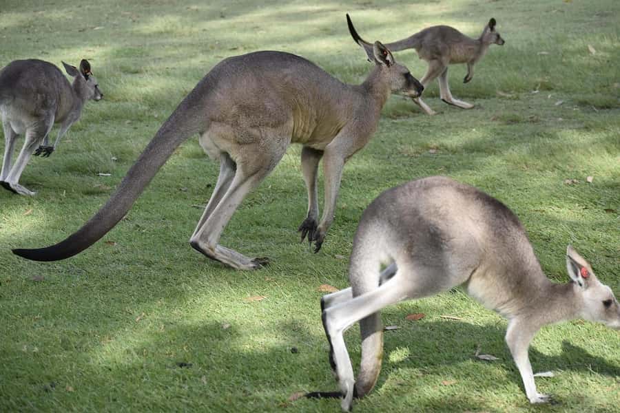PREMIUM Great Ocean RD Tour REVRS-Luxry SML GRP-Hotel PickUP - The Otways and a 20-minute rainforest walk