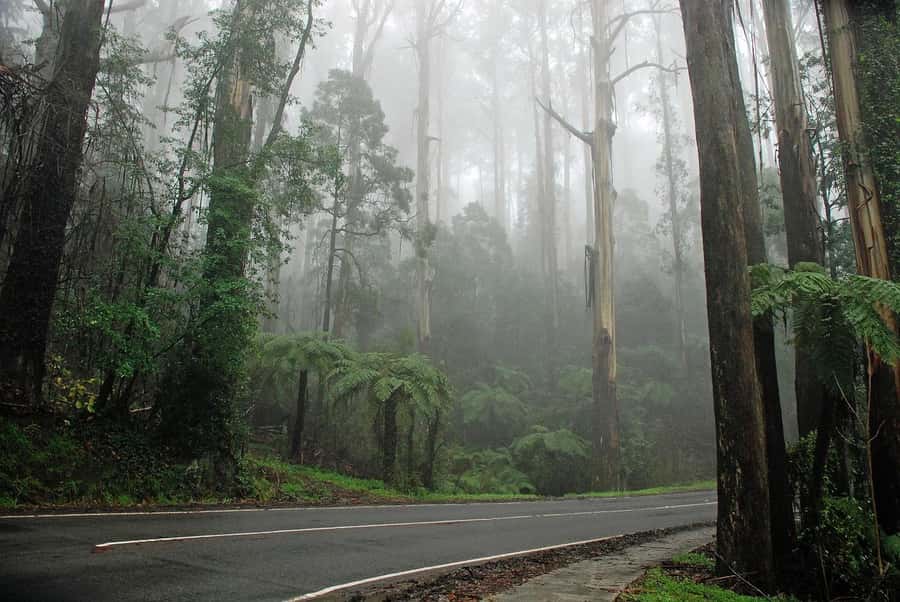 PREMIUM Great Ocean RD Tour REVRS-Luxry SML GRP-Hotel PickUP - Apollo Bay and the long coastal return