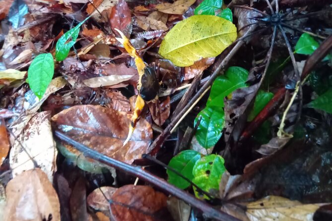Private Dominica Tour to Trafalgar Falls &Titou Gorge via Minibus - The guide can shape the whole day