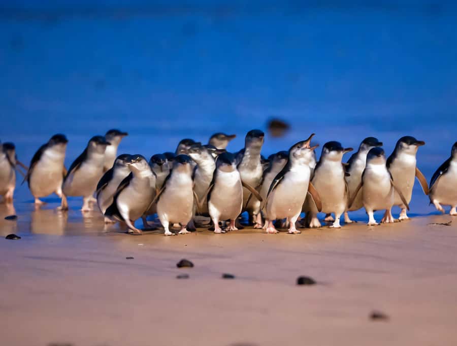 Puffing Billy Penguin Parade Winery Chocolaterie All-in-One - Key points to know