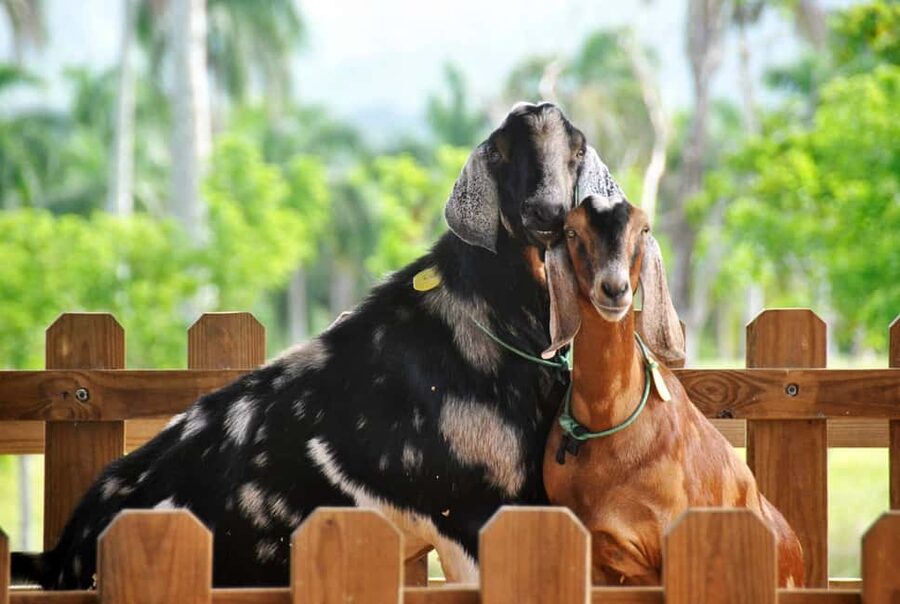 Punta Cana: Xploration Animal Park Bus Tour with Encounters - Key points at a glance