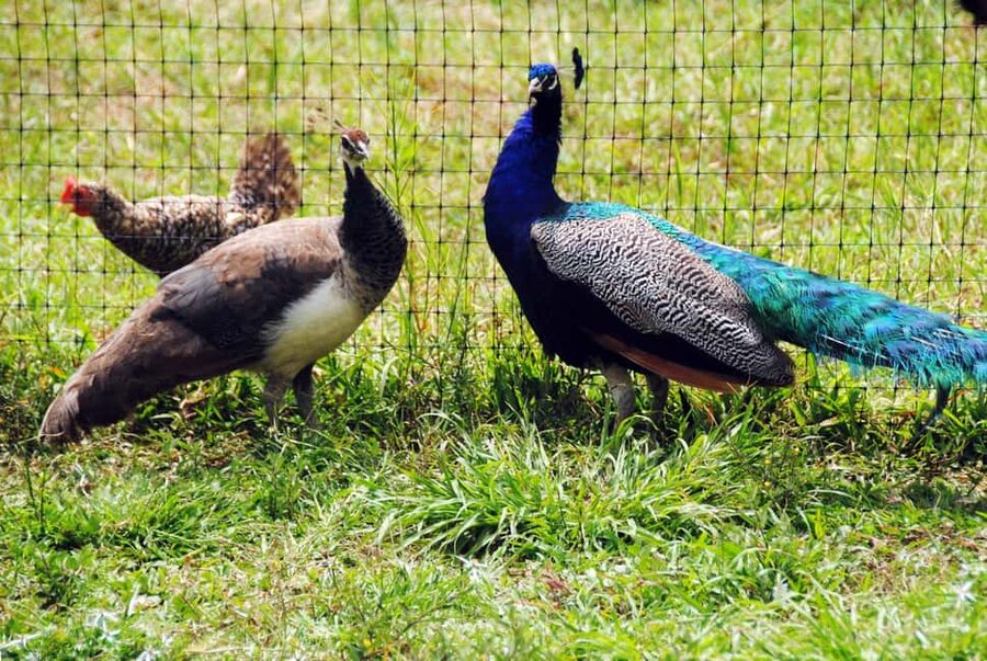 Punta Cana: Xploration Animal Park Bus Tour with Encounters - The River Maimon brings a cooler finish