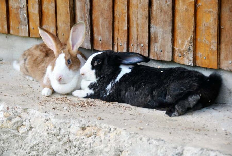 Punta Cana: Xploration Animal Park Bus Tour with Encounters - Who will enjoy this park most