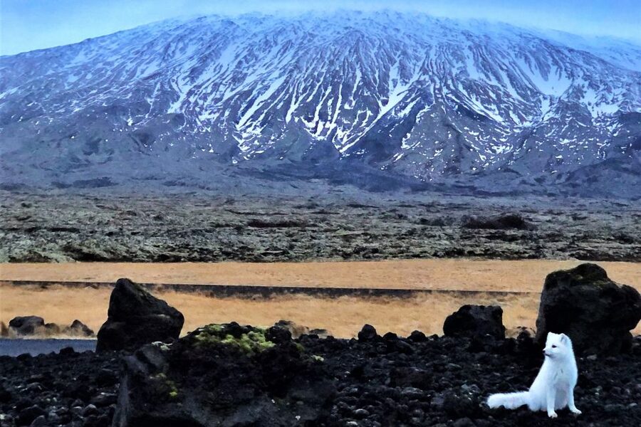 Reykjavik: Snaefellsnes & Mt. Kirkjufell Guided Minibus Tour - Kirkjufell gives you the famous photograph