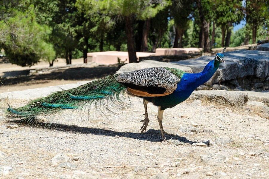 Rhodes: Filerimos Hill and Butterfly Valley Bus Trip - Key points to know before booking