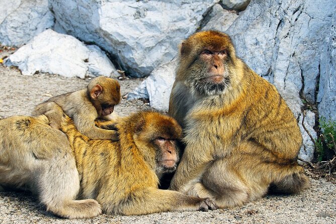 Rock Tour in Gibraltar by Bus with Tickets - Three Gibraltar sights in a compact minivan