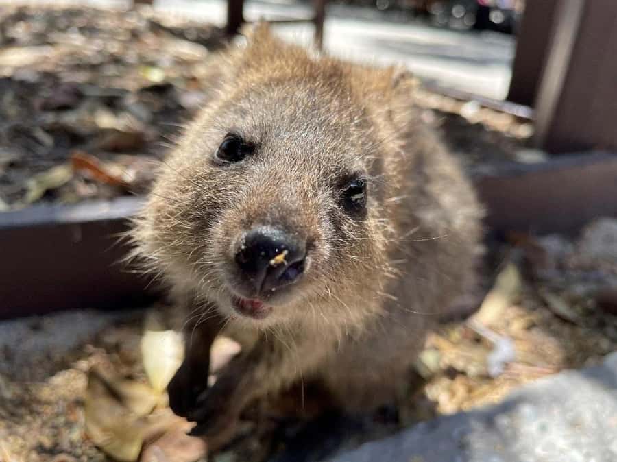 Rottnest Island Ferry and 1.75 Hr Bus Tour - Wadjemup Lighthouse and the island’s past