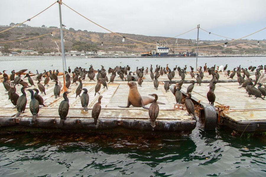 San Diego: SEAL City Tour by Amphibious Bus - The road portion: San Diego landmarks before the splash