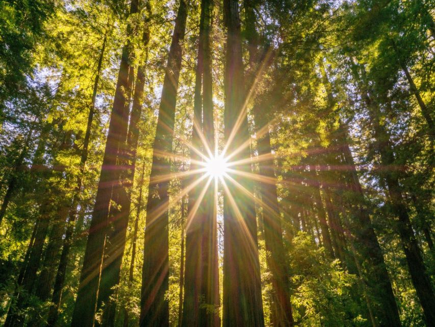 San Francisco: Hop-On Hop-Off + Muir Woods Tour - Sausalito after the forest