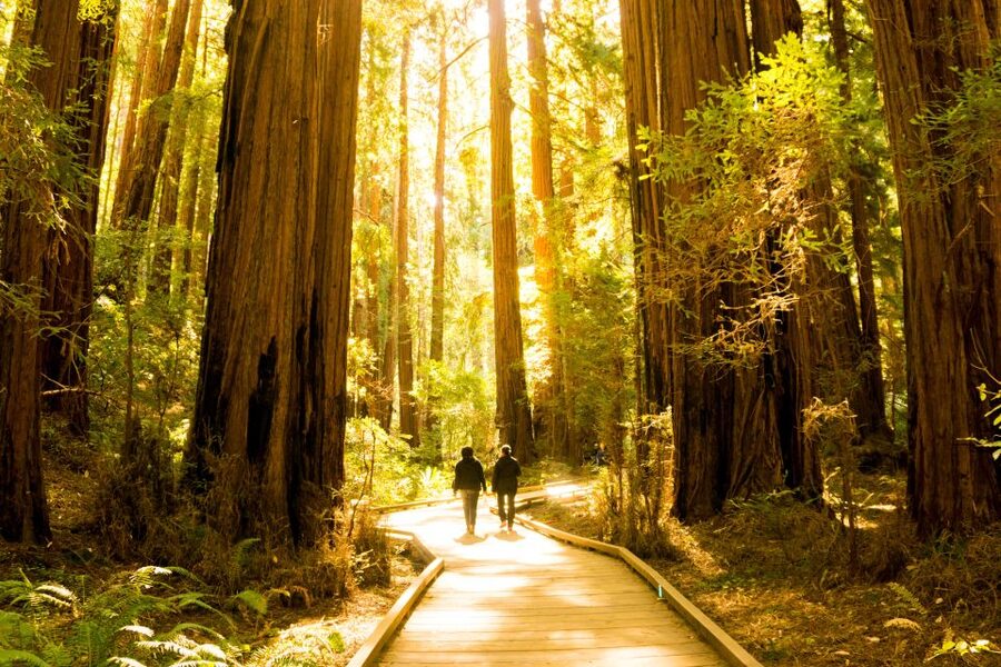 San Francisco: Hop-On Hop-Off + Muir Woods Tour - Live guide or audio commentary