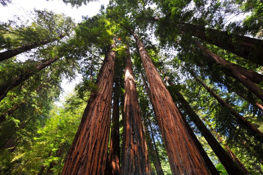 San Francisco: Hop-On Hop-Off + Muir Woods Tour - Starting at 99 Jefferson Street