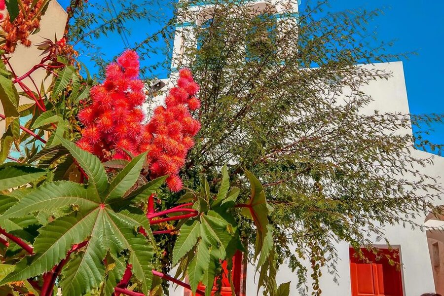 Santorini: Traditional Sightseeing Bus Tour with Oia Sunset - The guide can make or break the long day