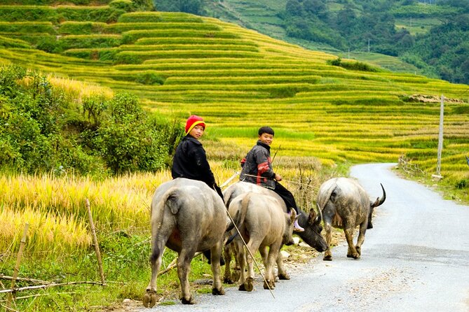 Sapa 3 Days Trekking Tour By Bus from Hanoi (2 Nights in Hotel) - Who should book this Sapa trip?