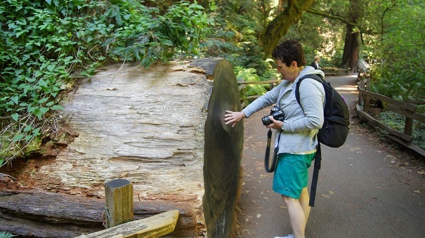 SF: Guided Muir Woods Tour & Hop-On Hop-Off Tour (Save 15%) - Ninety minutes beneath ancient coastal redwoods