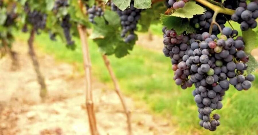 SF: Napa & Sonoma Wine Tour & Hop-on Hop-off Tour (Save 15%) - Starting at Fisherman’s Wharf before 9 AM