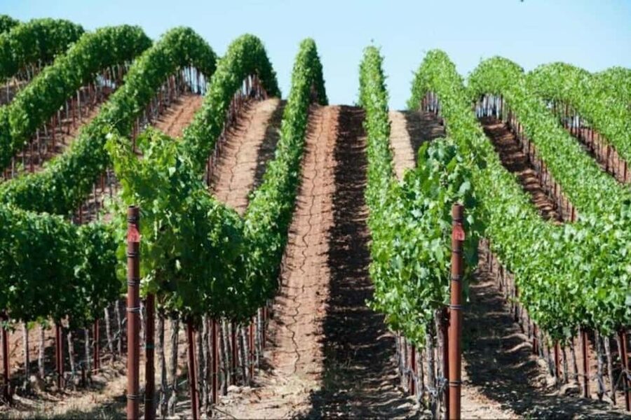 SF: Napa & Sonoma Wine Tour & Hop-on Hop-off Tour (Save 15%) - The schedule, comfort, and guide style