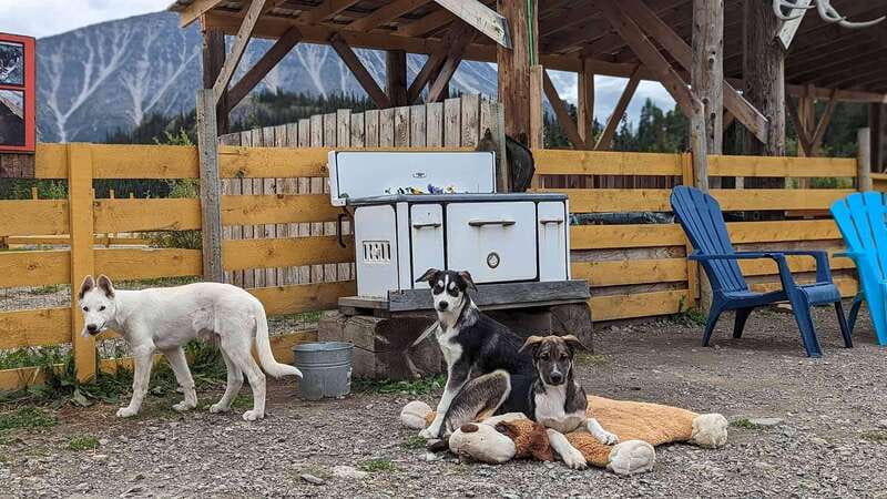 Skagway: Klondike Highway & Yukon Bus Tour with Husky Kennel - What $165 buys you