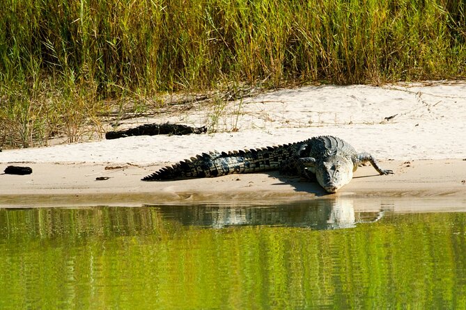 Spectacular Jumping Crocodile Cruise with Darwin Transfer Bus - Who will enjoy this half-day outing