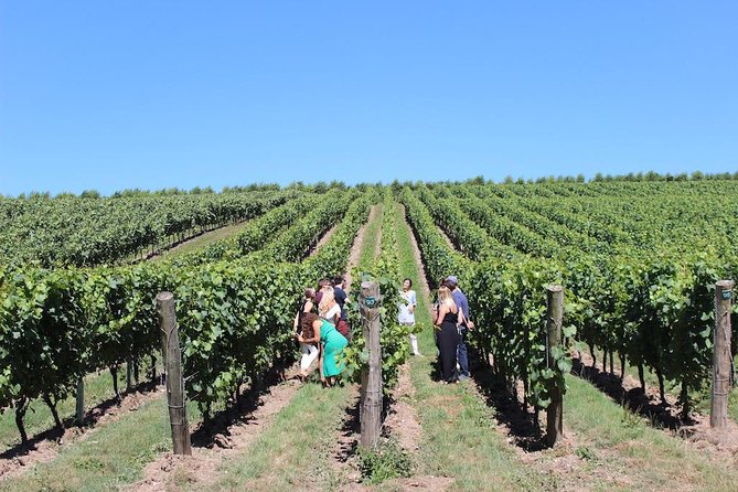 Sussex Vineyard & Winery Bus Tour on Iconic Vintage London Bus - What the wine day really costs