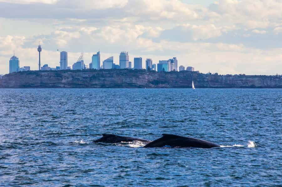 Sydney: Whale Watching & Hop On Hop Off Cruise Package - The Opera House and Harbour Bridge by water