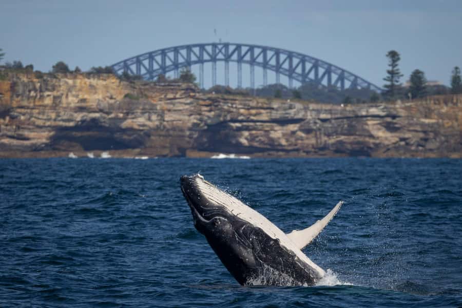 Sydney: Whale Watching & Hop On Hop Off Cruise Package - Starting at Circular Quay Wharf 6