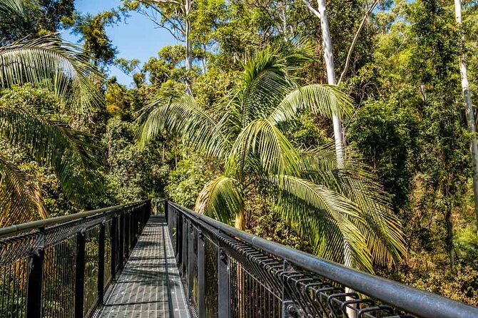 Tamborine Rainforest Skywalk + Hop on Hop off Bus - Key points to know before booking