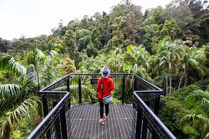 Tamborine Rainforest Skywalk + Hop on Hop off Bus - Practical details that affect the day