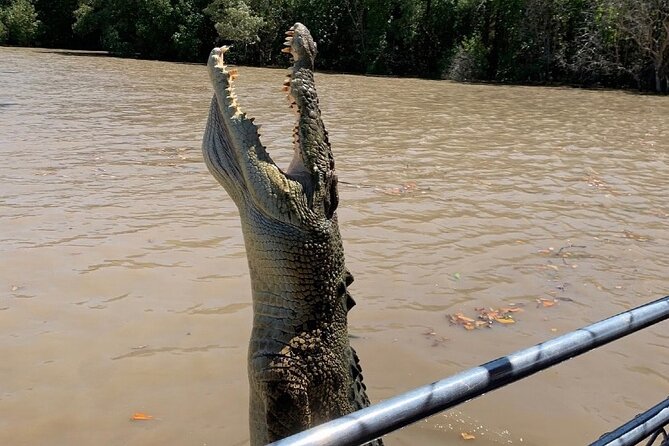 The Croc Bus to the Famous Jumping Crocodile Cruise - Key points to know before you book