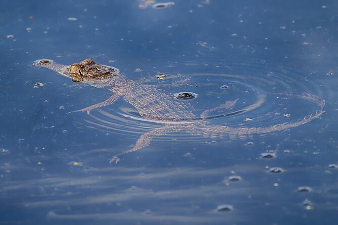 The Croc Bus to the Famous Jumping Crocodile Cruise - Fogg Dam Reserve and the Top End wetlands
