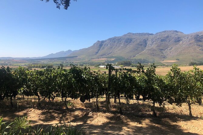 Vine Hopper: Hop-On Hop-Off Wine Tour - Northern Route - Lunch, Tastings, and Pacing Your Day