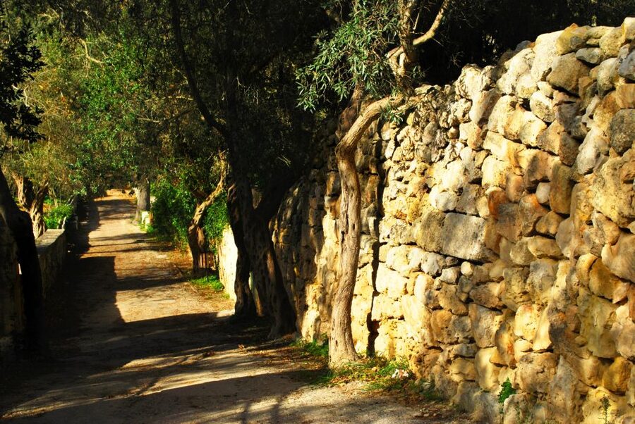 Vintage Bus: Mdina, Clapham Junction, Buskett, Dingli Cliffs - Buskett Gardens in the Wied il-Luq valley
